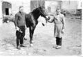 Besitzer Johann Biegel Senior (rechts) vom Bauernhof alte Haus Nr. 30 heute <!--LINK'" 0:78--> mit Pferdeschmied Georg Jäger aus der <!--LINK'" 0:79--> beim "Pferde putzen", wo die langen Haare an den Fesseln abgeschnitten wurden