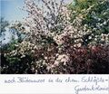Blütenpracht in der bis ins Jahr 2000 aufgelassenen <a class="mw-selflink selflink">Kleingartenkolonie Schlössla</a> im April 1997