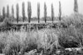 Frost im Wiesengrund Stadeln mit Pappelallee an der  1990