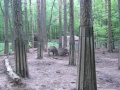 Wildschweingehege im  oberhalb der , Mai 2012