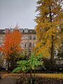 Bananenpflanzen (Mitte) im Botanischen Schulgarten (Oktober 2024)