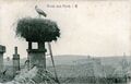 AK Storch um 1900.jpg