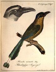 Hahn (Sägevogel).jpg