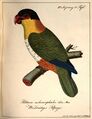 "Weisbrüstiger Papagei", Zeichnung von Carl Wilhelm Hahn, 1818