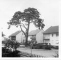 Alte Kiefer (ältester Baum Stadelns 2013 gefällt) und steinernes Sühnekreuz an der <!--LINK'" 0:4--> 1961