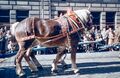 19671008 ERNTEDANKFESTZUG 04.jpg