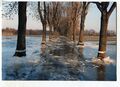 Hochwasser und eisige Hochwassermarken an den Alleebäumen vom  aus Richtung  im März 1987