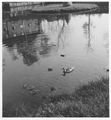 Parkanlage am Kavierlein mit Teich, im Wasser spiegeln sich die Häuser der Straße Am Kavierlein. Aufnahme von 1956